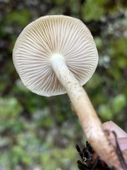 Pholiota humii