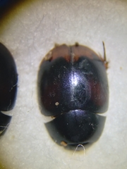 Sphaeridium bipustulatum