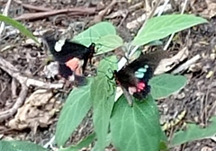 Parides iphidamas