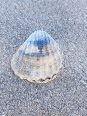 Acanthocardia paucicostata