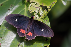 Parides vertumnus
