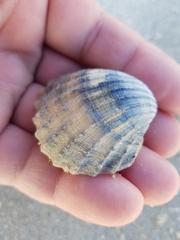 Acanthocardia paucicostata
