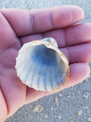 Acanthocardia paucicostata