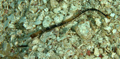 Cosmocampus albirostris