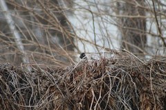 Junco hyemalis
