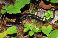 Plethodon teyahalee