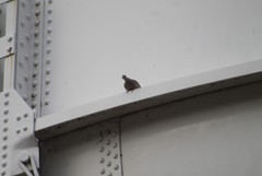 Streptopelia decaocto