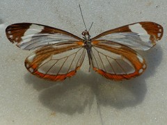 Dismorphia theucharila fortunata