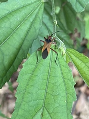 Hypselonotus bitrianguliger