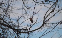 Haemorhous mexicanus