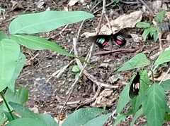 Parides iphidamas