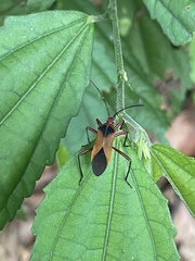 Hypselonotus bitrianguliger