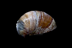 Crepidula onyx