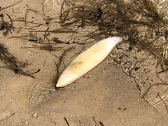 Paracaudina bacillis