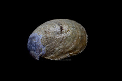 Crepidula onyx