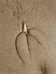 Paracaudina bacillis