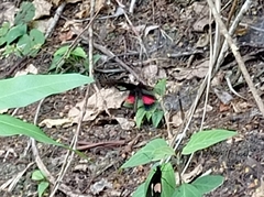 Parides iphidamas