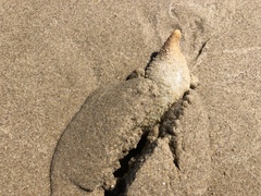 Paracaudina bacillis