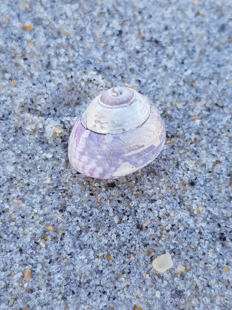 Purple Ringed Top Shell Purple Topshell from Mira, PT-CO, PT on February 6, 2022 at 03:36 PM by ...