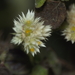Alternanthera ficoidea - Photo (c) Aditya Bari, algunos derechos reservados (CC BY-NC), uploaded by Aditya Bari