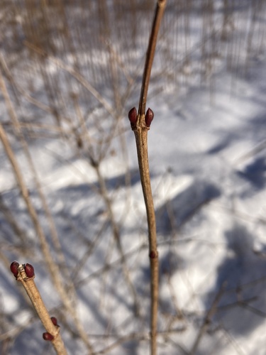 Paprastasis putinas nuotrauka
