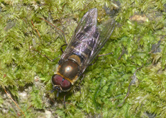 Betasyrphus serarius