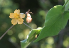 Wissadula hernandioides