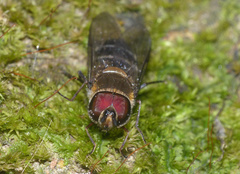 Betasyrphus serarius