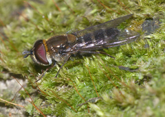 Betasyrphus serarius