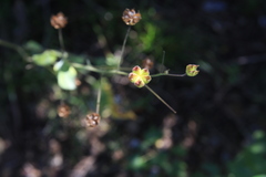 Wissadula hernandioides