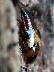 Lordithon trinotatus