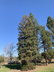 Sequoia