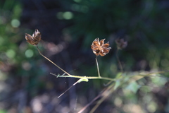 Wissadula hernandioides