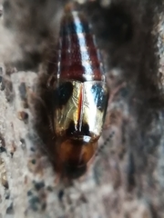 Lordithon trinotatus