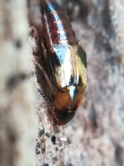 Lordithon trinotatus