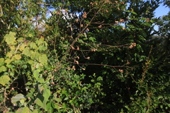 Wissadula hernandioides