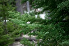 Abies procera