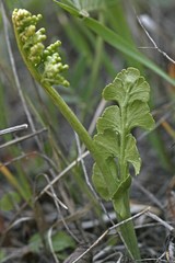 Botrychium neolunaria