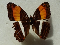 Adelpha phylaca