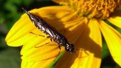 Xiphydria longicollis