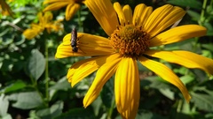 Xiphydria longicollis