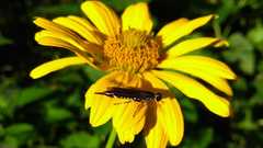 Xiphydria longicollis