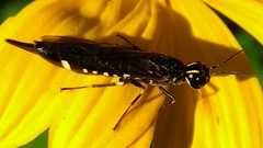 Xiphydria longicollis