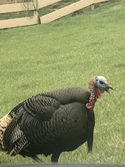 Meleagris gallopavo