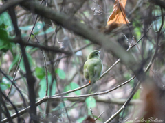 Chiroxiphia lanceolata