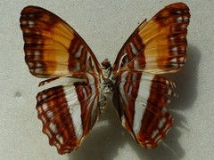 Adelpha phylaca