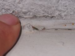 Gampsocoris pacificus