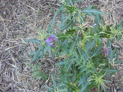 Vicia amoena