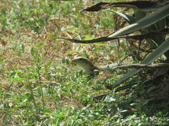 Ameiva bifrontata divisa