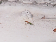 Gampsocoris pacificus